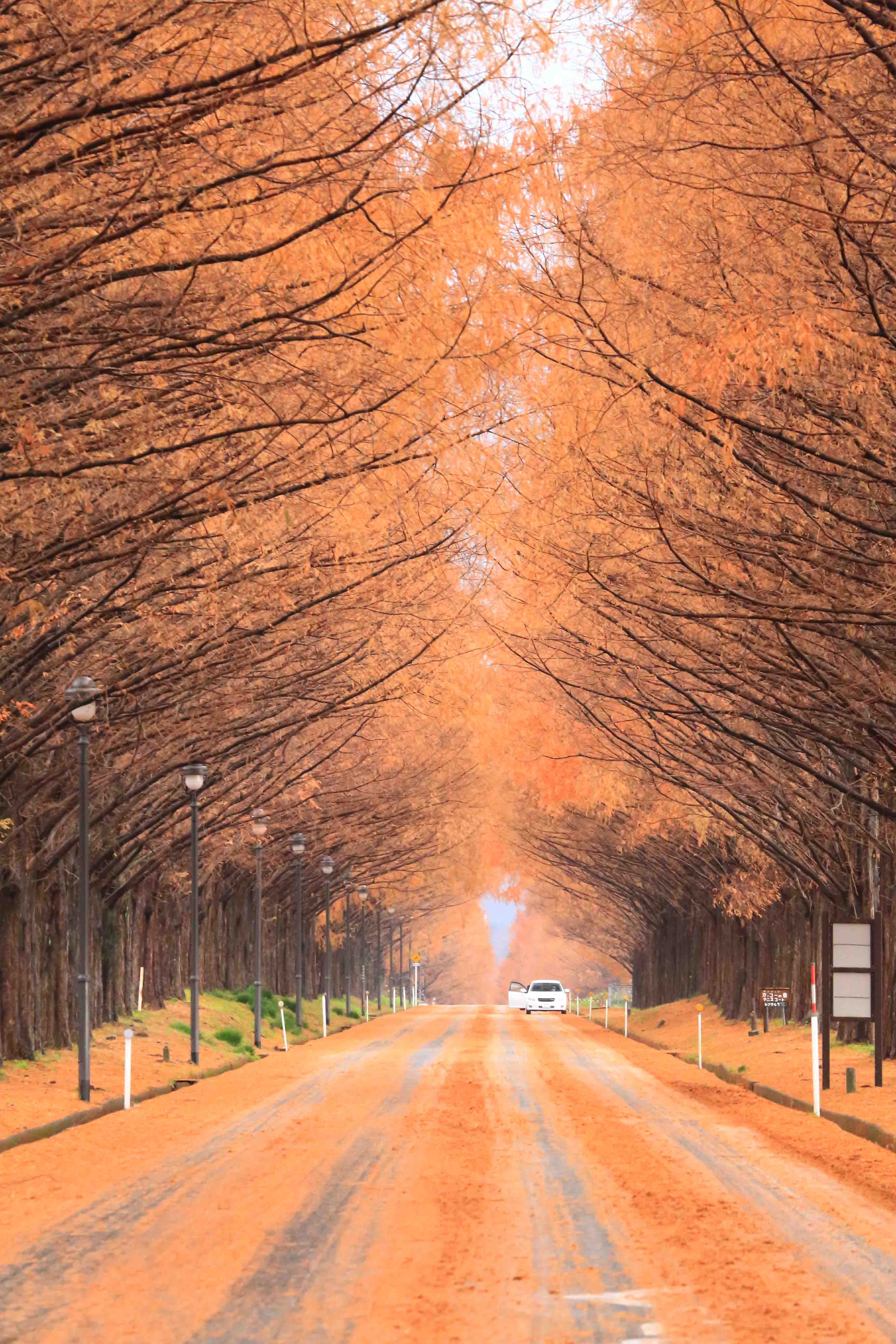 画像1　メタセコイア並木　滋賀県