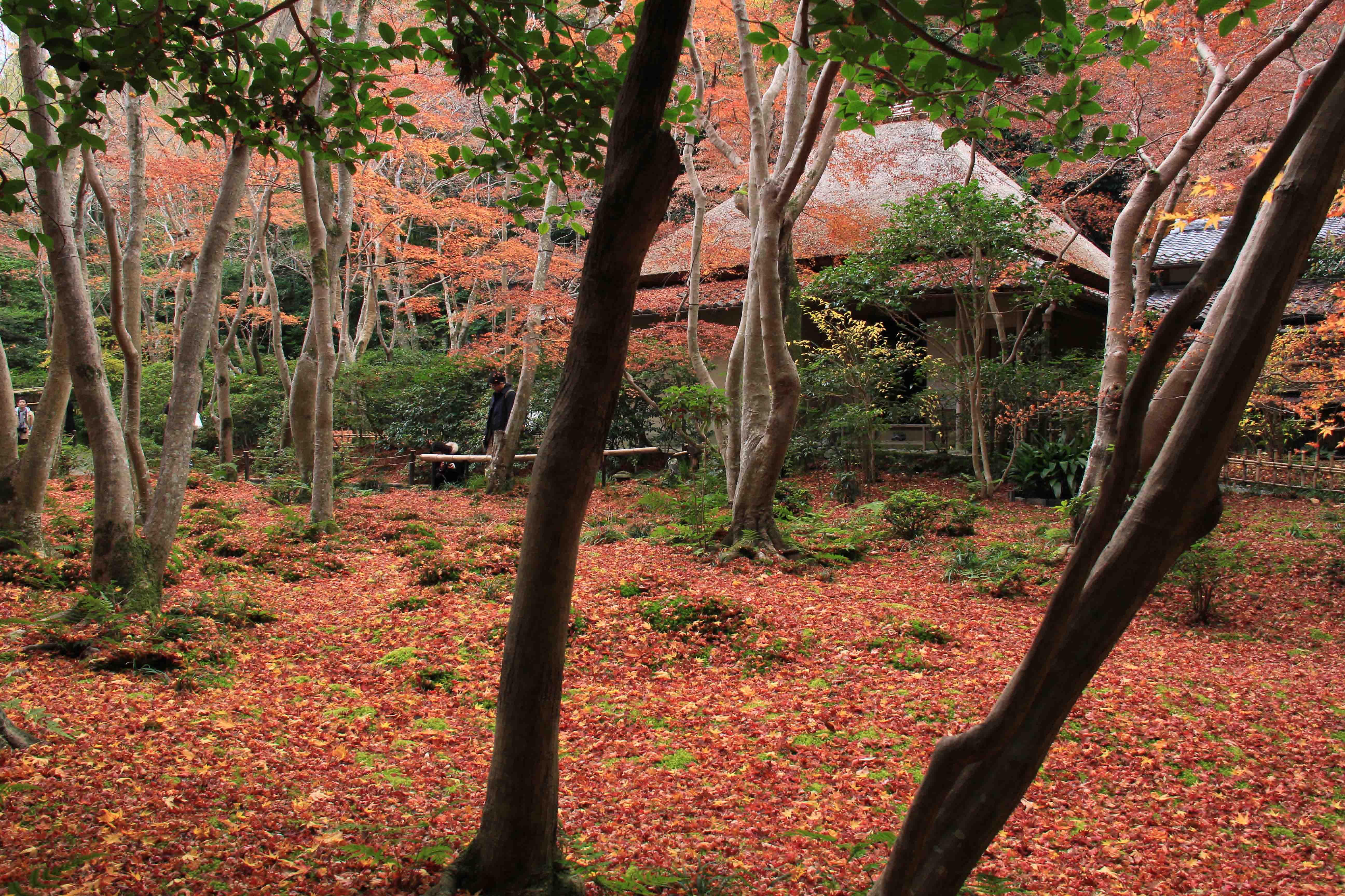 画像10　祇王寺　京都府