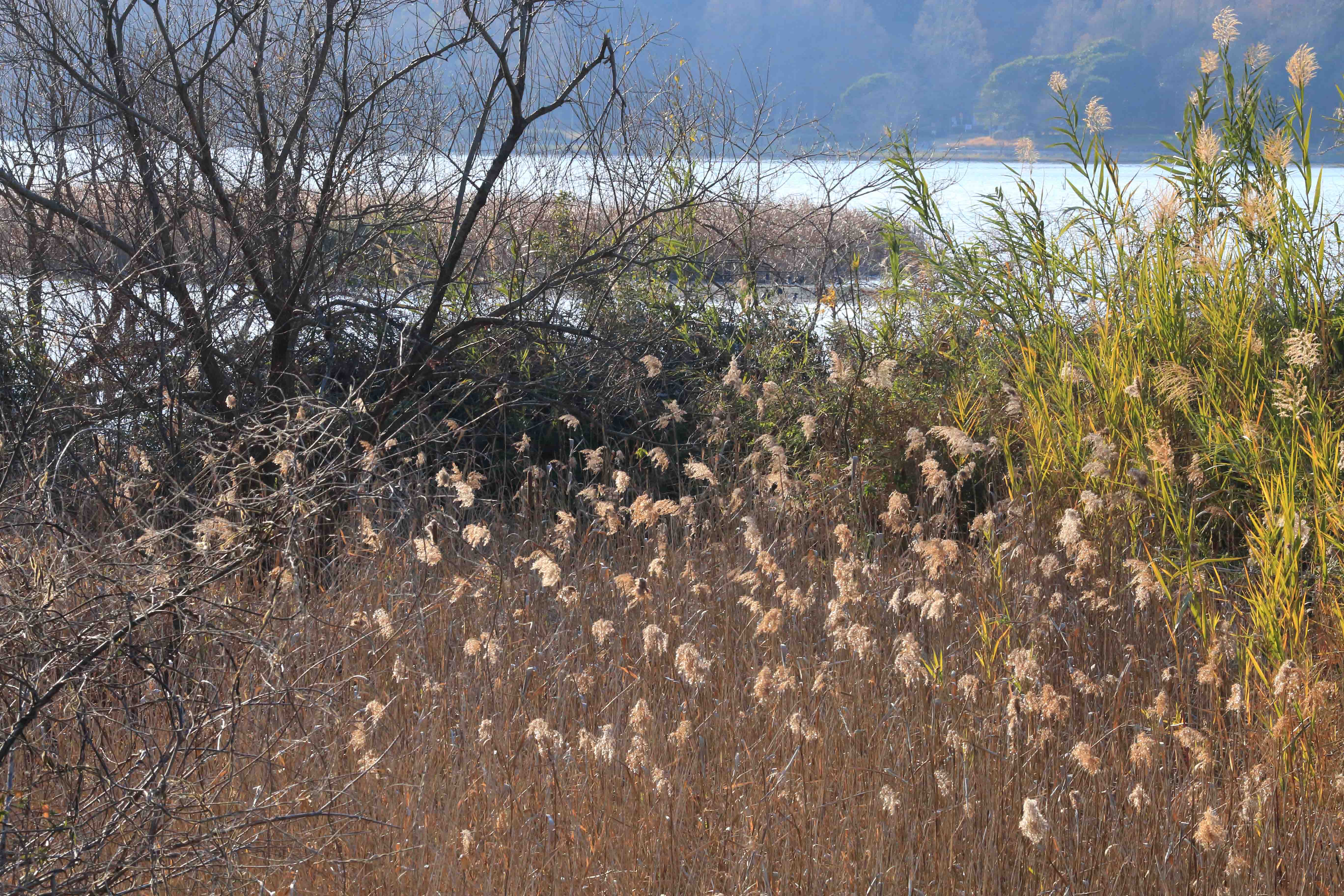 画像7　佐鳴湖　静岡県