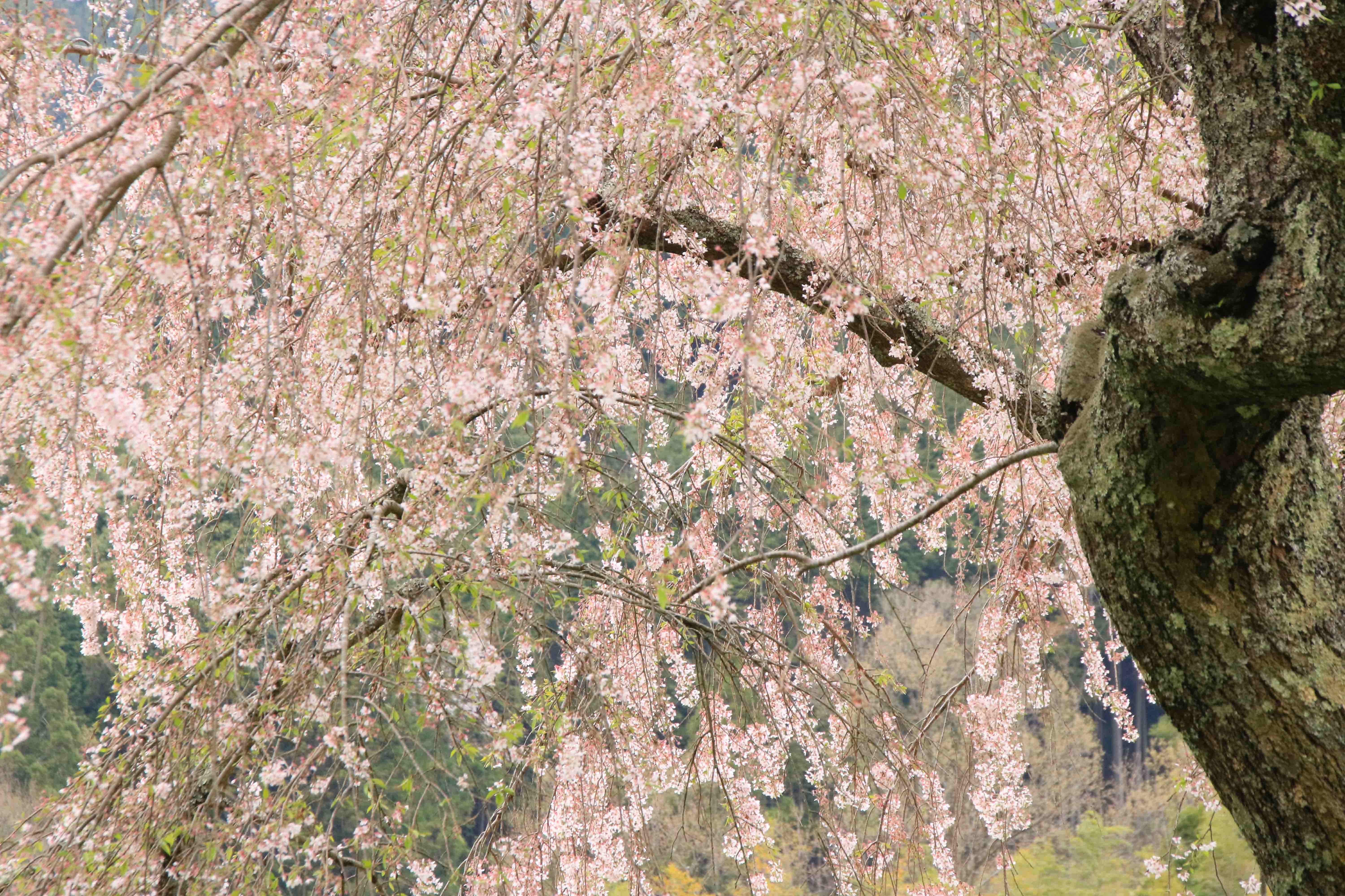 画像1　又兵衛桜　奈良県