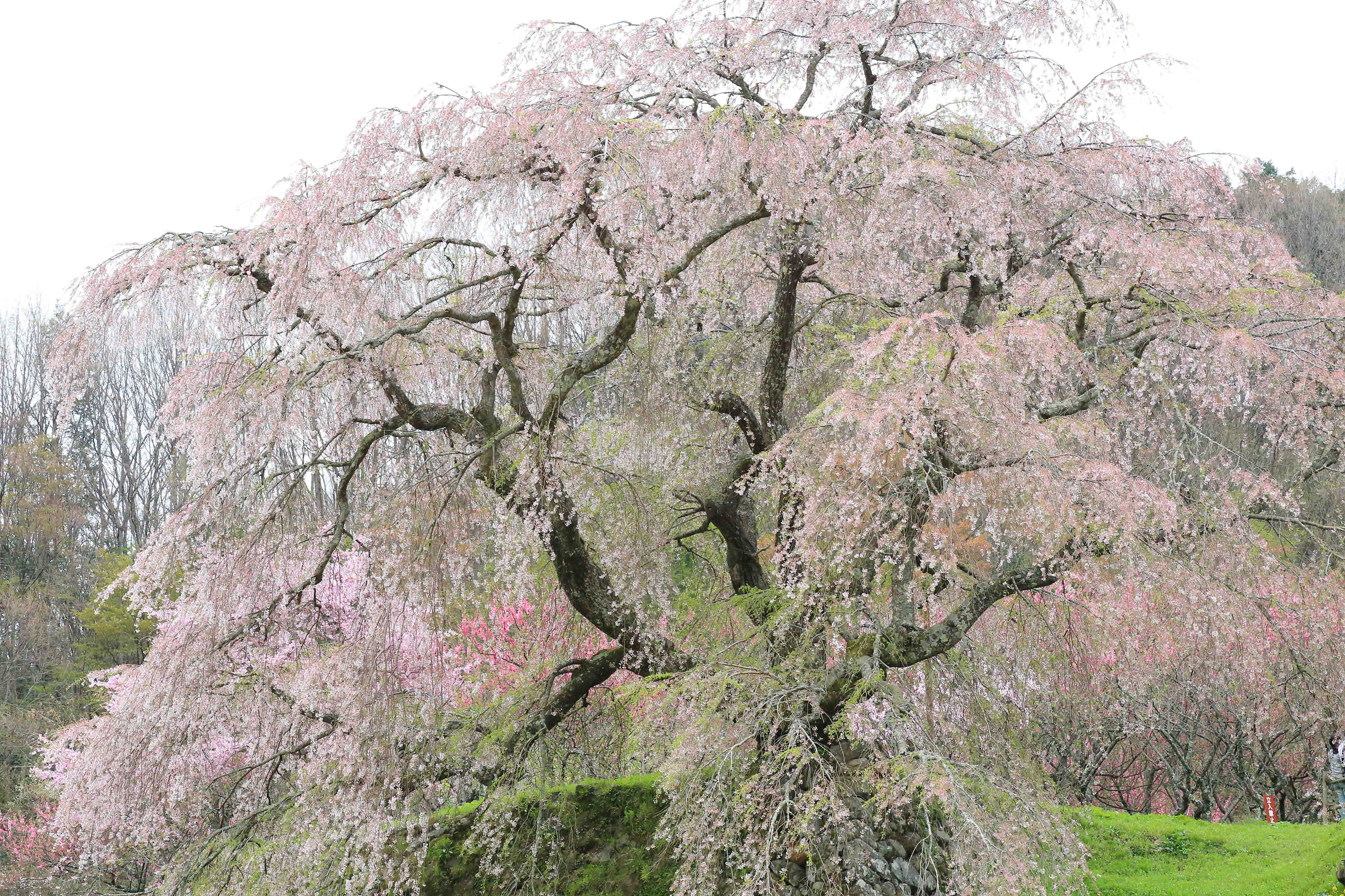 画像6　又兵衛桜　奈良県