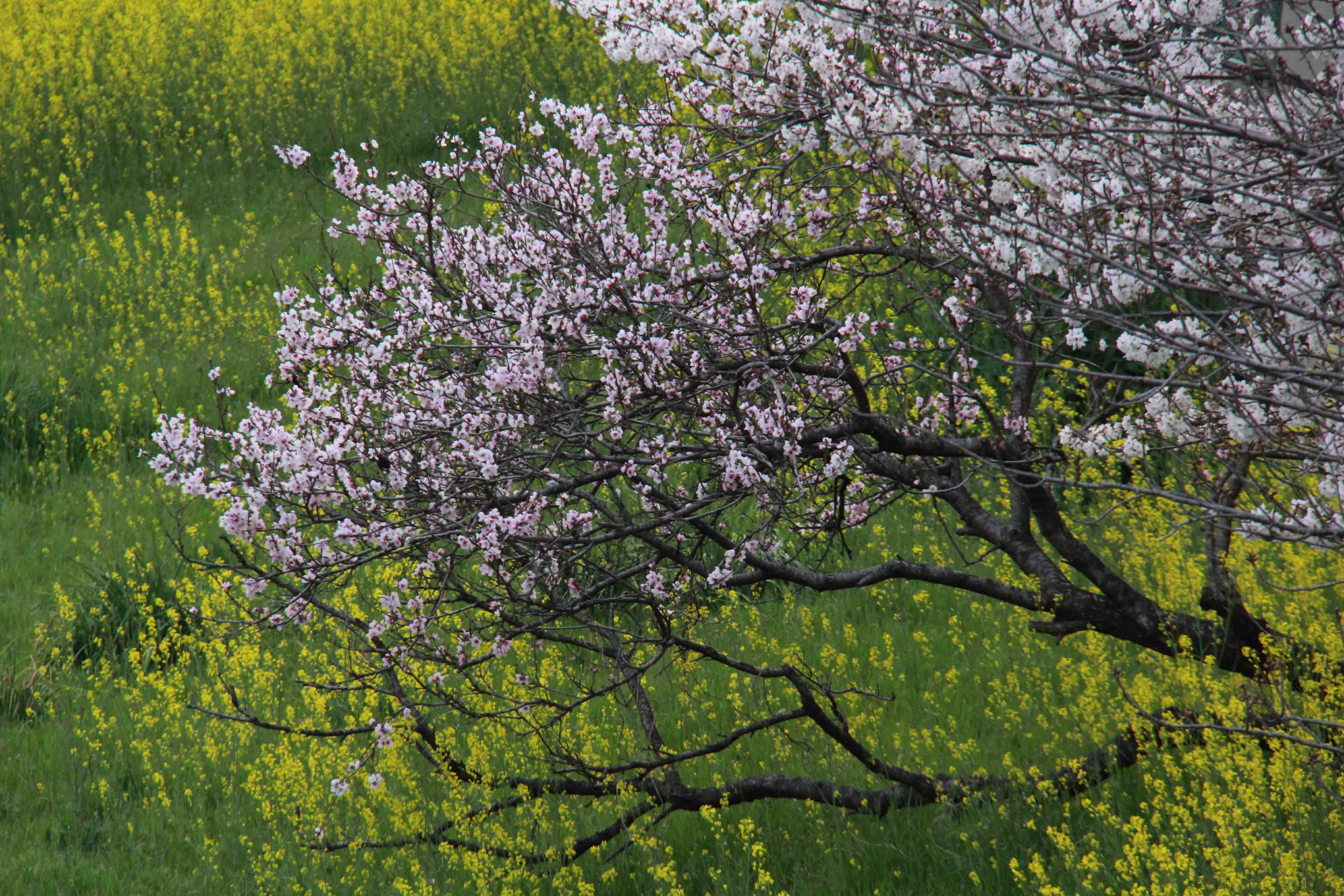 画像10　石川の桜　富田林市