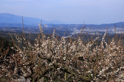 広橋梅林