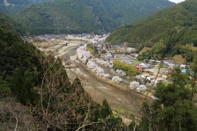 上池原峠付近からの桜
