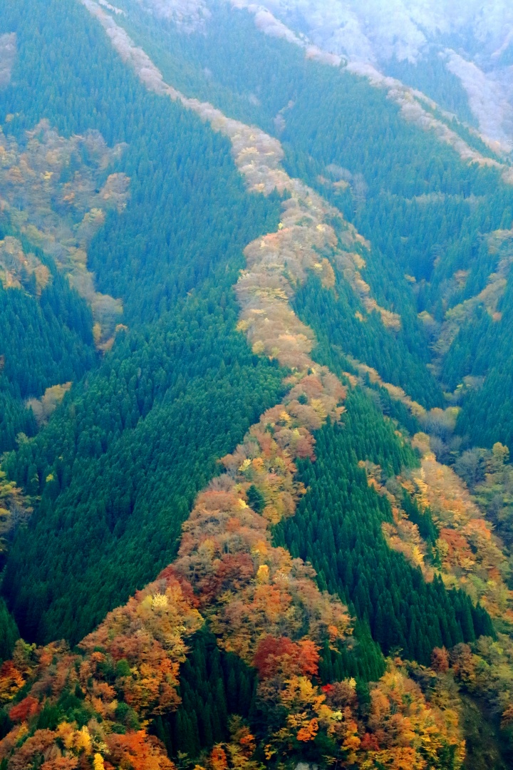 ナメゴ谷の紅葉の絶景写真。
針葉樹の山の尾根筋に植えられた紅葉樹が竜の様な姿に見える。