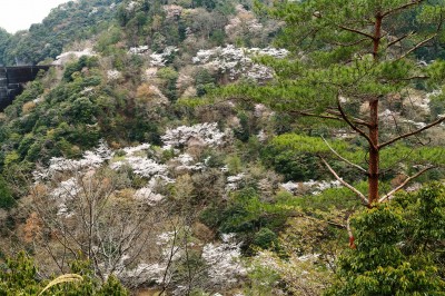 下北山村の山桜
