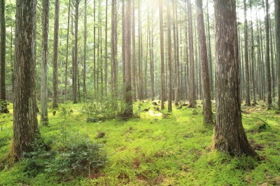 下北山村浦向の緑のじゅうたんの杉林
