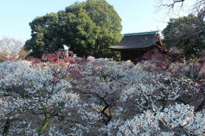 道明寺天満宮の梅の花