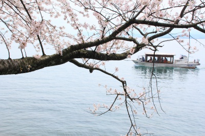 海津大崎の桜