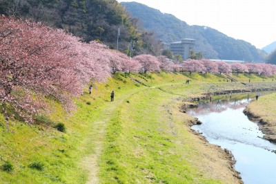 みなみの桜と菜の花まつり