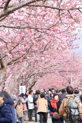 河津桜まつり