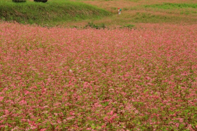 赤そば畑の写真