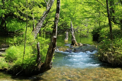 明神池手前の緑の森、その中の湿原の絶景写真